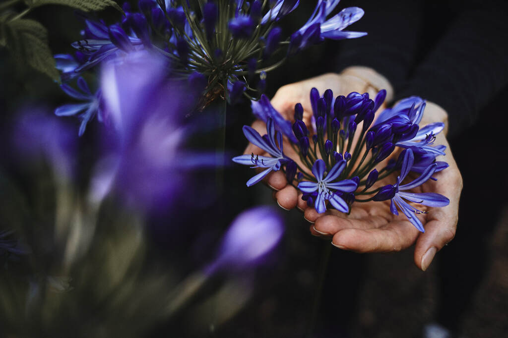 Blaue Blume, Symbolbild Kristin Behnke Privatpraxis für Psychotherapie, Coaching und Beratung in Essen und online