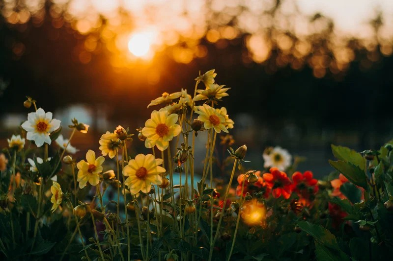 Blumenwiese im Sonnenuntergang. Privatpraxis für Psychotherapie und Coaching Kristin Behnke Essen