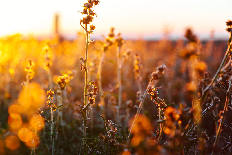 Blumen im Sonnenschein, Titelbild für Angebote Kristin Behnke