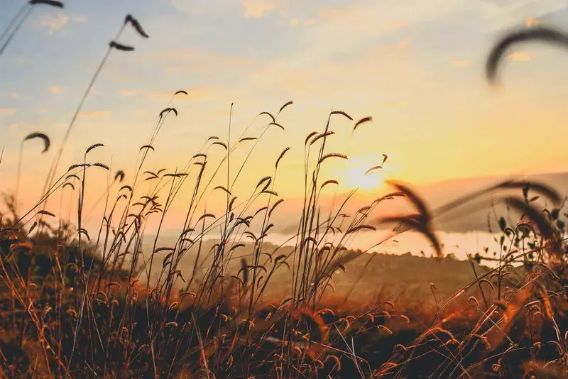 Blumen und Gräser im Wind bei Sonnenuntergang 